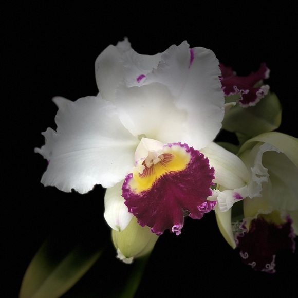 Meet your Posher, Krys - Picture 1 of 1